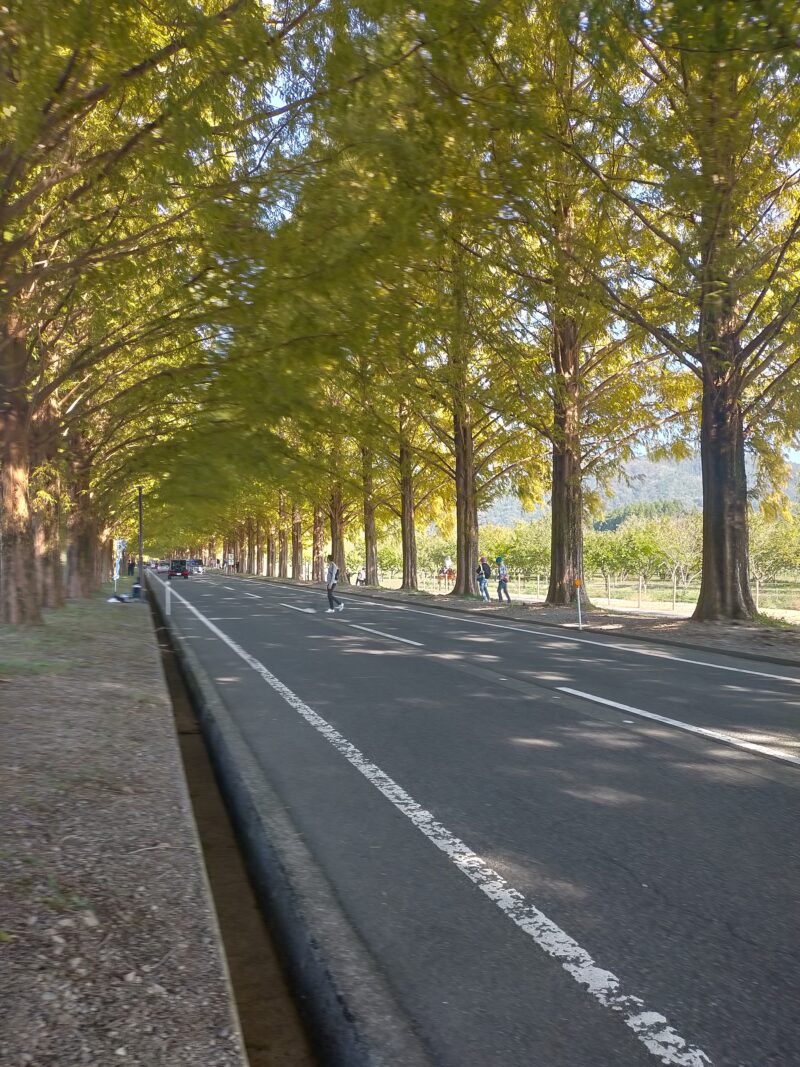 秋のメタセコイア並木